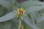 Blackeyed Susan